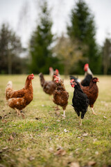 Free range chickens and cocks