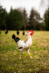 Free range chickens and cocks