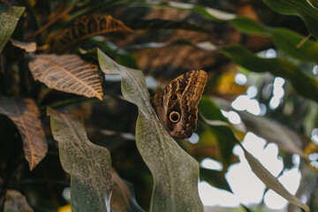 Beautiful butterfly on a green leaf in a greenhouse.