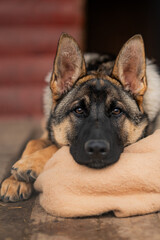 german shepherd dog