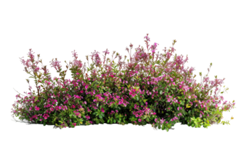 Field of flowers on transparent background