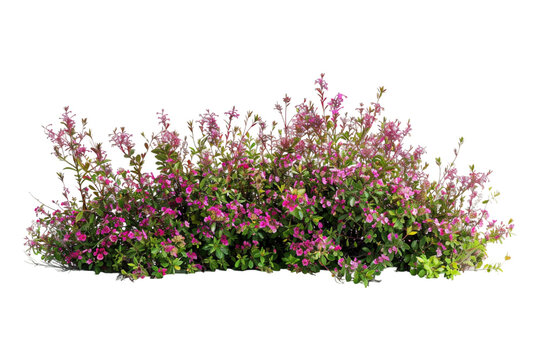 Field of flowers on transparent background