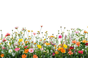 Obraz na płótnie Canvas Field of flowers on transparent background