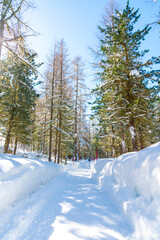 Pine forest, photographed in winter, in the mountains and with fresh snow.