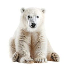 Baby Polar bear sitting Isolated on transparent background