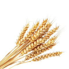 Dry wheat isolated on transparent background