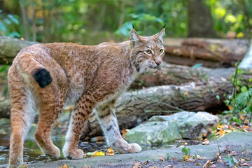lynx in the forest © Janusz