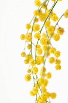 Mimosa blooming yellow fresh flowers with green branches on white background with place for text vertical macro