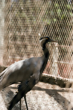 Byculla, Maharashtra / India - May 3, 2009 : The view of the demoiselle crane (Grus virgo) in the Byculla zoo.