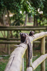 Titís en Parque Darke de Mattos - Isla Paquetá, Rio de Janeiro, Brasil