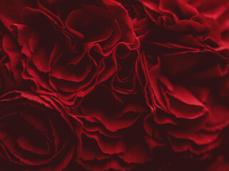 Carnation flowers in red, close up - Powered by Adobe
