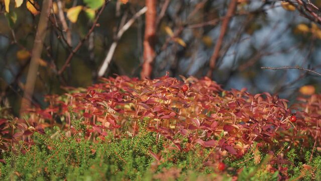 Colorful undergrowth in autumn tundra. Parallax video. Bokeh background.