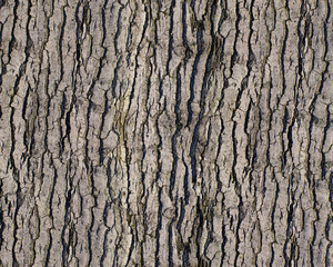 Pattern and structure of birch bark. Detail shot.