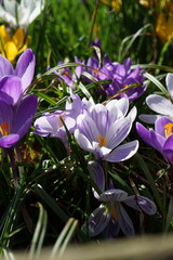 purple and white crocus flowers