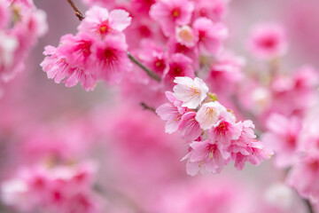  Beautiful pink sakura flower blooming