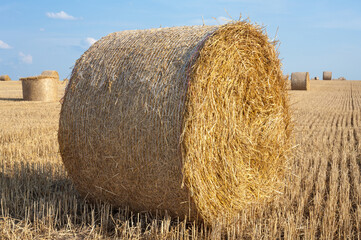 Straw rolls on the field.