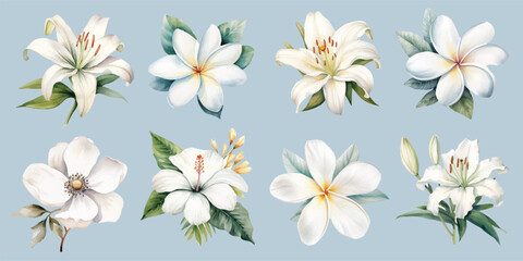 watercolor white tropical flowers set hand drown illustration
