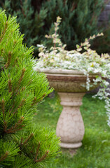 Coniferous trees and vase in the garden.