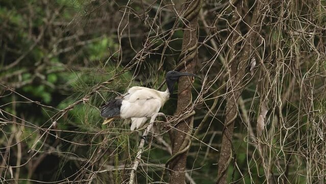 Ibis Perched in a Tree