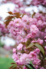 cherry blossom background - 757121592