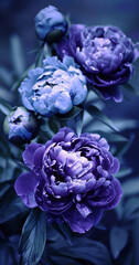 Purple peonies on a purple background. AI.