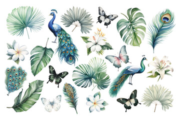 watercolor peacocks birds, feathers, butterflies and tropical leaves set hand drown illustration - obrazy, fototapety, plakaty