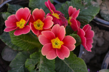Primrose (primula vulgaris) first spring flower blossoming in march. Red primrose in spring. Red...