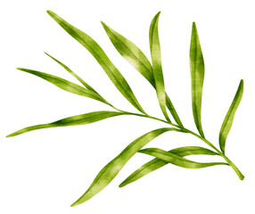 Branch of Green Leaf watercolor style for Decorative Element