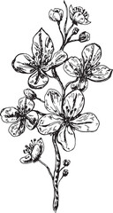 A branch with sakura flowers is hand-drawn, isolated on a white background. Bouquet of flowers vector graphics.