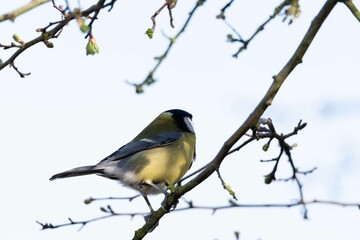 European robin perching on tree branch and singing.Small, cute and colourful bird in british woodland.