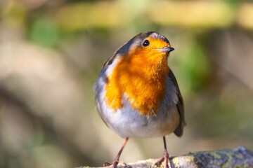 European robin perching on tree branch and singing.Small, cute and colourful bird in british woodland.