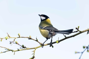European robin perching on tree branch and singing.Small, cute and colourful bird in british woodland.