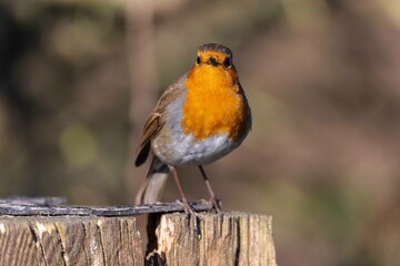 European robin perching on tree branch and singing.Small, cute and colourful bird in british woodland.