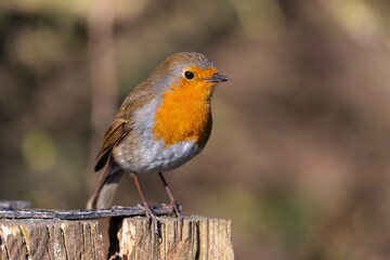 European robin perching on tree branch and singing.Small, cute and colourful bird in british woodland.
