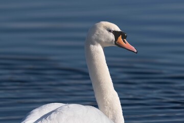 European robin perching on tree branch and singing.Small, cute and colourful bird in british woodland.