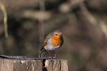 European robin perching on tree branch and singing.Small, cute and colourful bird in british woodland.