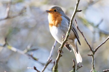 European robin perching on tree branch and singing.Small, cute and colourful bird in british woodland.