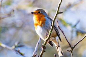 European robin perching on tree branch and singing.Small, cute and colourful bird in british woodland.