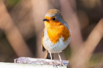 European robin perching on tree branch and singing.Small, cute and colourful bird in british woodland.