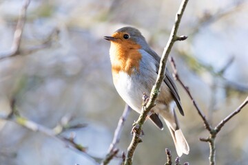 European robin perching on tree branch and singing.Small, cute and colourful bird in british woodland.