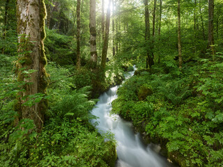 Fototapeta premium Zauberwald beim Hintersee, Berchtesgadener Land, Bayern, Deutschland