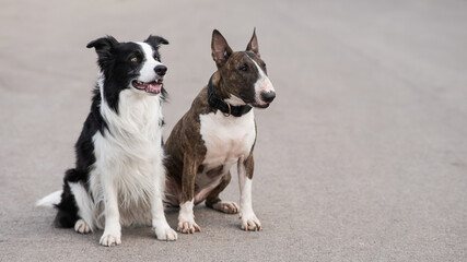 Black and white border collie and brindle bull terrier sit on a walk. 