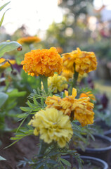 Yellow and orange marigold flowers (tagetes) in bloom, beautiful marigold flower closeup in garden