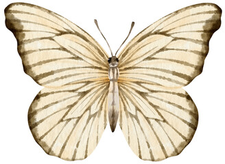 Black and White Butterfly watercolor style for Decorative Element