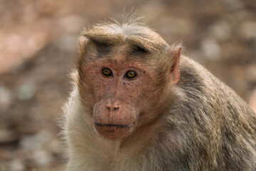 Bonnet Macaque - Macaca radiata, portrait of beautiful popular primate endemic in South and West Indian forests and woodland, Nagarahole Tiger Reserve.