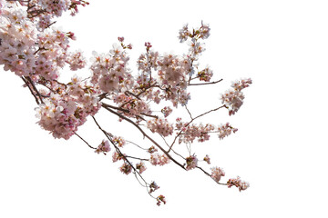 Cherry blossoms in full bloom with transparent background. - 757131760