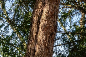Obraz premium Un tronc d'arbre conifère légèrement éclairé par le soleil