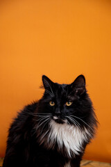Black cat on an orange background and 
orange
