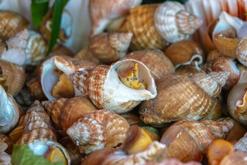 Gros plan sur un tas de bulots cuisinés 