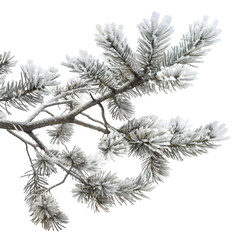 Isolated Frost-Covered Pine Branch on Transparent Background